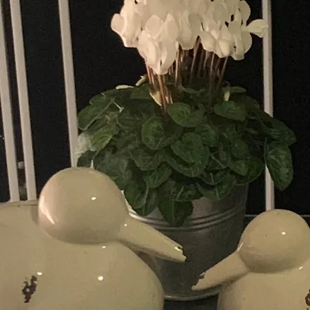 아파트 피보 도미질 암 돔 트리어