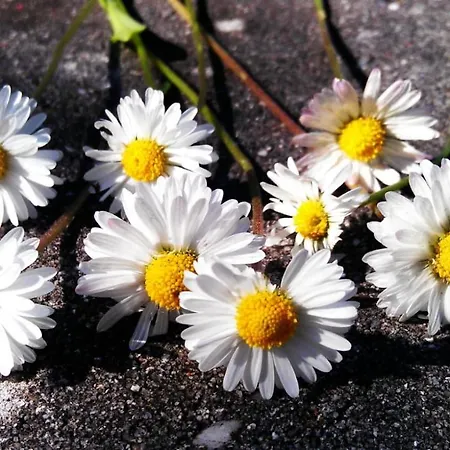 Domizil Am Dom Apartmán Trevír