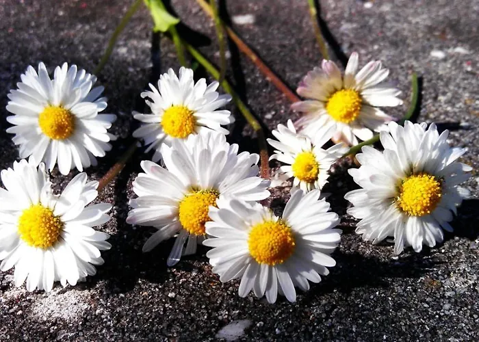 Domizil Am Dom Appartement Trèves