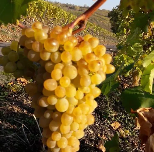 Domizil Am Dom Trèves